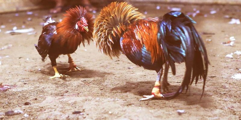 Jun88 - Đá Gà 4K: Trải Nghiệm Cho Người Đam Mê Kê Thủ Đá gà 4K là gì? Thông tin về trang đá gà trực tiếp 4K