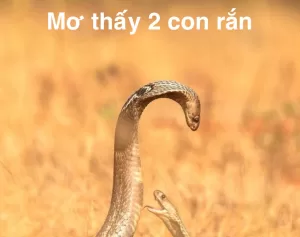 Jun88 - Mơ thấy 2 con rắn: Giải mã giấc mơ và ý nghĩa tiềm ẩn Mơ thấy 2 con rắn