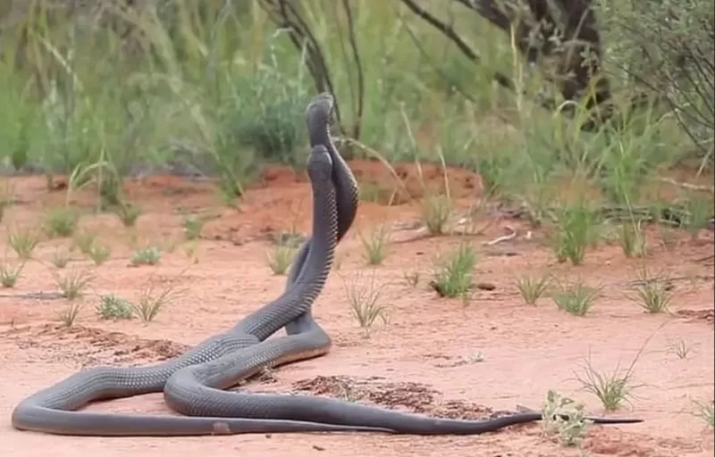 Jun88 - Mơ thấy 2 con rắn: Giải mã giấc mơ và ý nghĩa tiềm ẩn Mơ thấy 2 con rắn cắn nhau