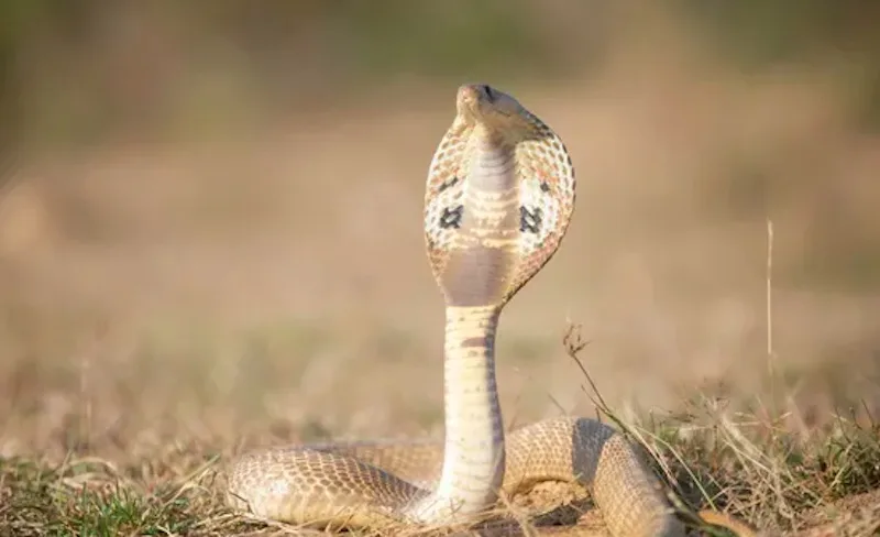 Giải mã mơ thấy rắn theo màu sắc