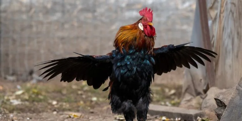 Nuôi Gà Đá Thả Vườn – Bí Quyết Tạo Thần Kê Tự Nhiên Jun88 Bí quyết phân khu tuổi tác hợp lý tránh lây nhiễm chéo