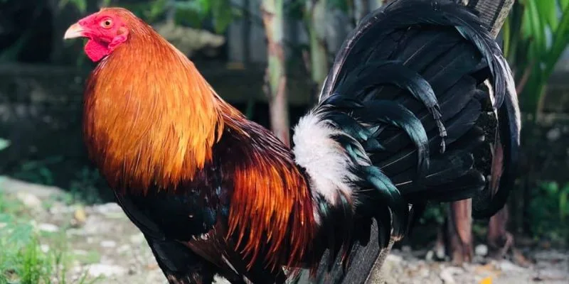 Nuôi Gà Đá Thả Vườn – Bí Quyết Tạo Thần Kê Tự Nhiên Jun88